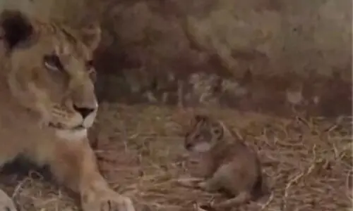 3 lion cubs born at Karachi Zoo