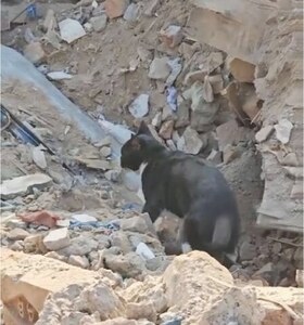 Bhati bird market traders accuse govt of killing animals