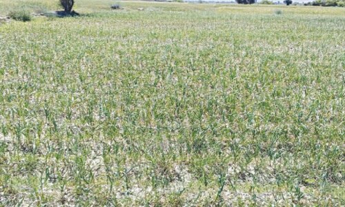 Garlic cultivation brings new hope for farmers in S. Waziristan