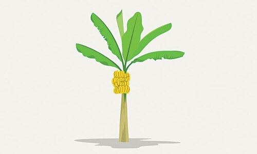 Agriculture: Disease plagues bananas in Sindh Agriculture: Disease plagues bananas in Sindh