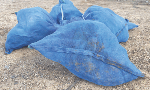 Attempt to smuggle 81 monkeys in mesh bags foiled Attempt to smuggle 81 monkeys in mesh bags foiled