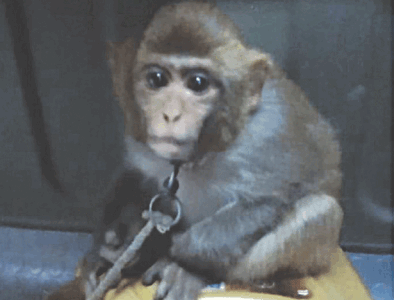 Monkey seized, shifted to Safari Zoo