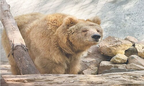 WILDLIFE: WHAT RANO LEFT BEHIND