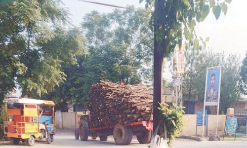 Illegal tree cutting ravages Jand as timber mafia operates unchecked