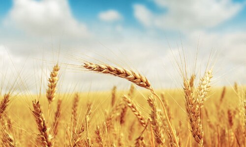 Agriculture: Buying wheat from open market