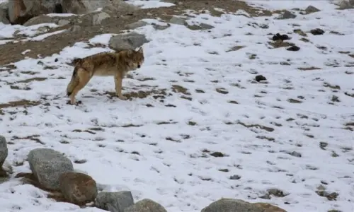 Indian authorities deploy drones to track killer wolves