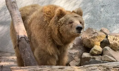 Rano’s untreated injuries, psychological trauma are microcosm of suffering endured by every species at Karachi Zoo for years