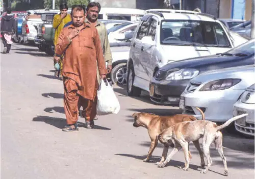 &lsquo;Rabid&rsquo; dog bites 12 people in Karachi