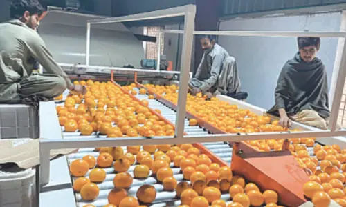 Kinno exports struggle amid Kabul border dispute, unstable markets