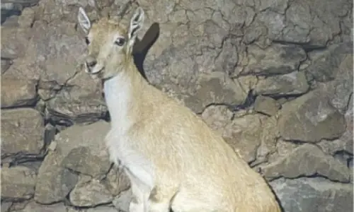 Young markhor dies at Pattika Wildlife Park near Muzaffarabad Young markhor dies at Pattika Wildlife Park near Muzaffarabad