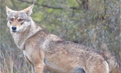 Conflict with humans puts wolf population at risk of extinction