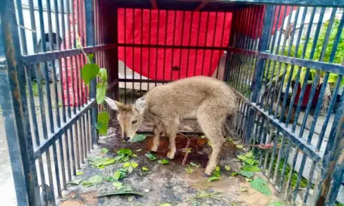 Grey goral sighted in AJK’s Moji Game Reserve Grey goral sighted in AJK’s Moji Game Reserve