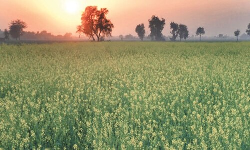 Sindh pins hopes on oilseeds Sindh pins hopes on oilseeds