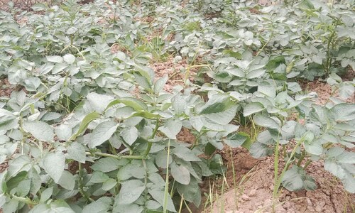 Growers voice concern over fall in potato price Growers voice concern over fall in potato price