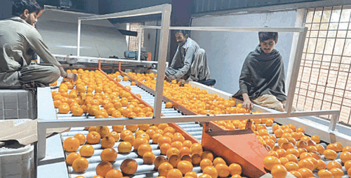 Kinno exports struggle amid regional tensions