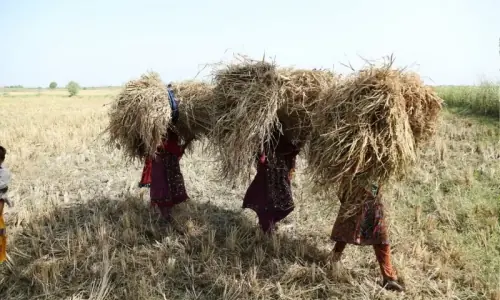 FAO launches Year of Woman Farmer to highlight contribution to agriculture