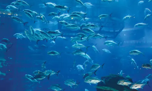 Exotic fish species are threat to aquatic biodiversity, govt warned