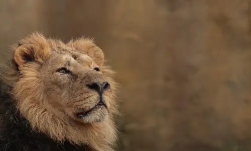 In pictures: Animal lovers get a close look at London Zoo&rsquo;s annual stocktake photocall featuring lions, penguins, capybaras and more