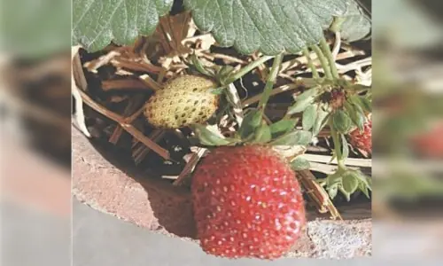 Gardening: Rich in vitamin C and antioxidants, strawberries are as nutritious as they are romantic