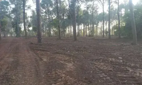 IHC bars CDA from cutting trees until next hearing on Feb 2, seeks detailed report IHC bars CDA from cutting trees until next hearing on Feb 2, seeks detailed report