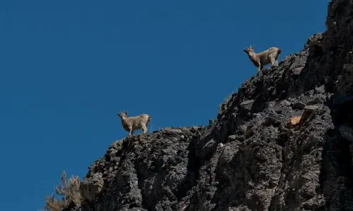 Markhor sighted in AJK game reserve along LoC