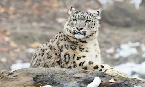 Snow leopard found dead in Chitral