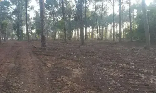 State minister claims reduction in Islamabad’s allergy cases amid criticism over widespread tree felling State minister claims reduction in Islamabad’s allergy cases amid criticism over widespread tree felling