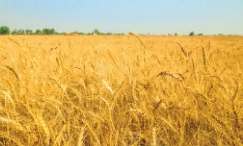 The wheat paradox
