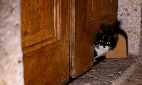 &lsquo;Here people and cats live side by side&rsquo;: Istanbul&rsquo;s feline love affair lives on