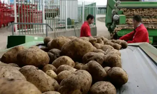 NA panel seeks PM&rsquo;s intervention to resolve potato crop crisis