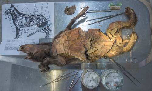 Scientists recover genome from woolly rhino eaten by Ice Age wolf Scientists recover genome from woolly rhino eaten by Ice Age wolf