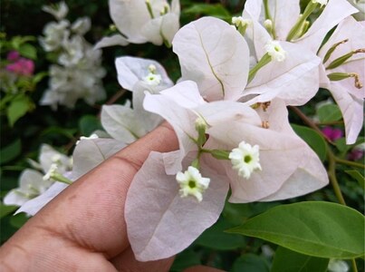 GARDENING: THE BRACTS PACK