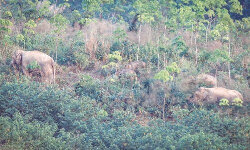 Thailand uses contraceptive to limit births of wild elephants