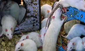 Court moved against rising rat bite cases in Peshawar Court moved against rising rat bite cases in Peshawar