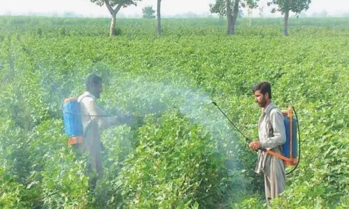 The ecological cost of pesticides