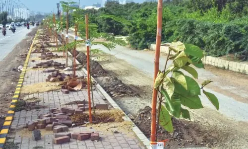 Tree-plantation drive launched in Balochistan