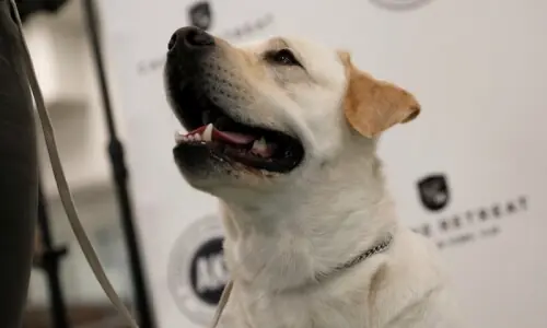 People fleeing war in the UAE are reportedly abandoning their pets