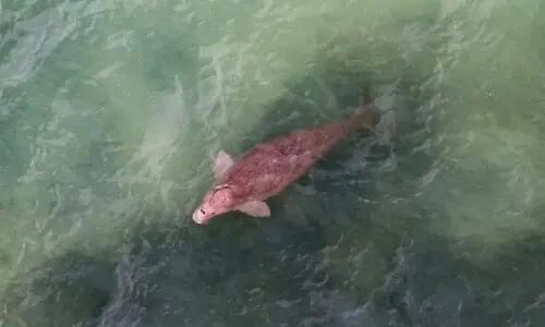 Iran war threatens Gulf&rsquo;s dugongs, turtles and birds