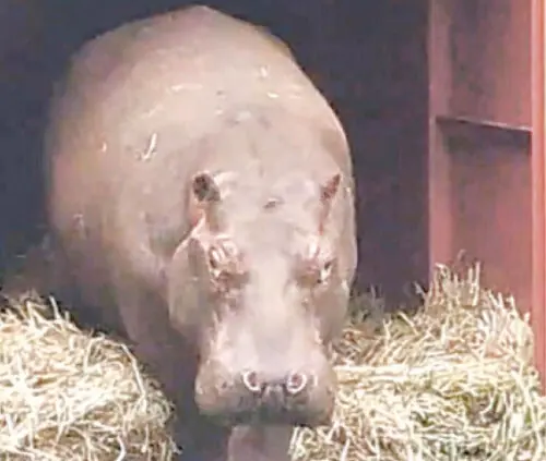 New hippo arrives at Lahore Zoo