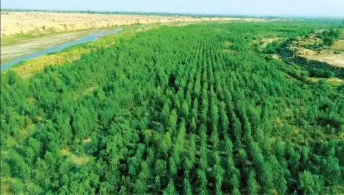 621,000 acres of forest area mapped thru satellite imagery in Punjab 621,000 acres of forest area mapped thru satellite imagery in Punjab