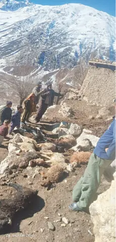 33 head of cattle killed in Chitral predatory attack 33 head of cattle killed in Chitral predatory attack