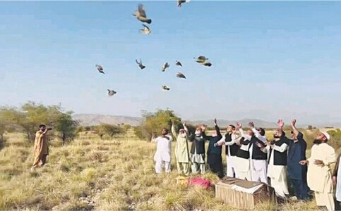 Partridges released in Kohat game reserves