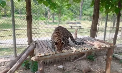 Sick leopard rescued, shifted to Islamabad