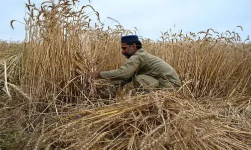 Sindh govt to buy wheat worth Rs87.5bn, says minister