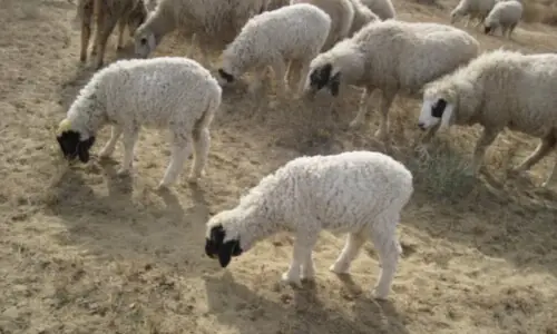 Over 100 sheep die mysteriously in Cholistan