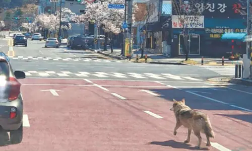 Escaped wolf forces school closure in South Korea