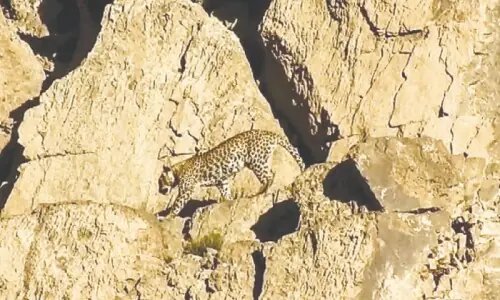 Rare Persian leopard seen in Hingol Rare Persian leopard seen in Hingol
