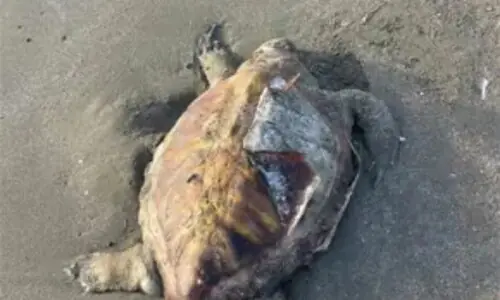 Several turtles found dead along Balochistan seashore Several turtles found dead along Balochistan seashore