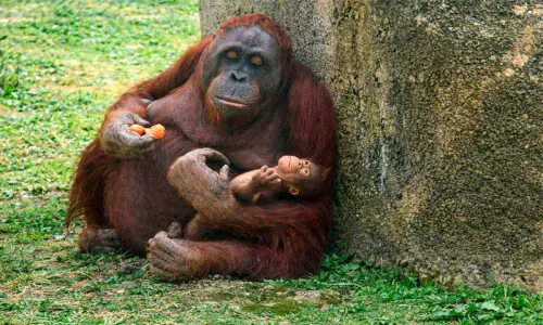 Critically endangered orangutan born at Madrid zoo Critically endangered orangutan born at Madrid zoo