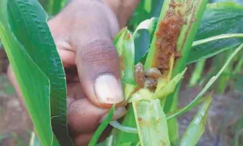 Global project launched to fight cross-border crop diseases Global project launched to fight cross-border crop diseases